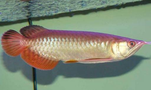 紅尾金龍魚怎么養(yǎng)？紅尾金龍魚的價格