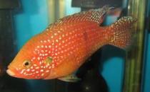 紅寶石魚怎么養(yǎng)？紅寶石魚如何繁殖？