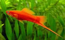 紅劍魚怎么養？紅劍魚的飼養環境