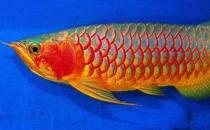 紅辣椒龍魚怎么養？紅辣椒龍魚養殖方法