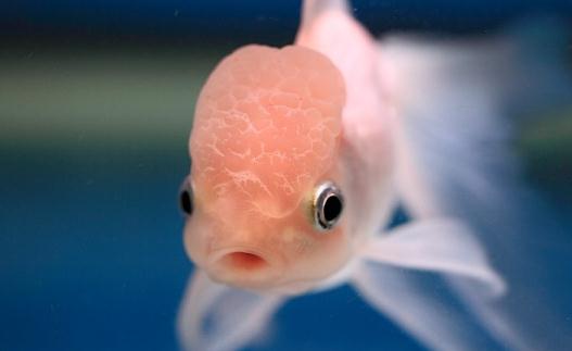 火鶴魚怎么養(yǎng)？火鶴魚的體型特征