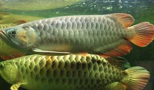 尖嘴青龍魚的生存環境-尖嘴青龍魚的是什么？