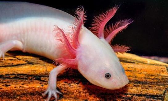 六角恐龍魚(yú)吃什么？六角恐龍魚(yú)怎么養(yǎng)？
