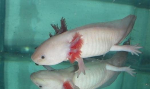 六角龍魚吃什么？六角龍魚怎么養？