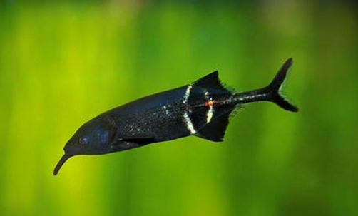 象鼻魚怎么養？象鼻魚的特征