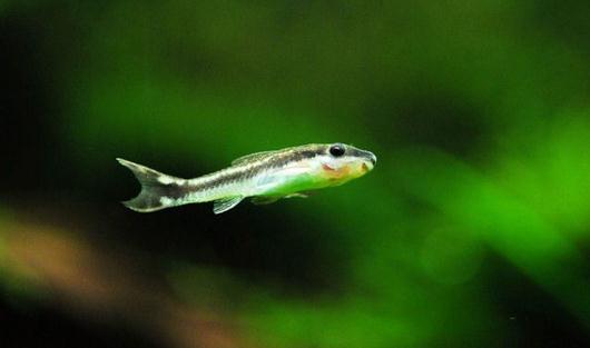 小精靈魚怎么養？小精靈魚的飼養方式