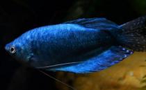 藍龍魚怎么繁殖？藍龍魚怎么養？