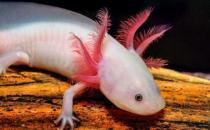 六角恐龍魚吃什么？六角恐龍魚怎么養？