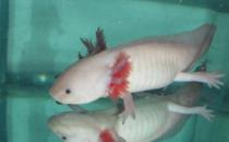 六角龍魚吃什么？六角龍魚怎么養？