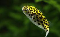 潛水艇魚怎么養？潛水艇魚選魚技巧