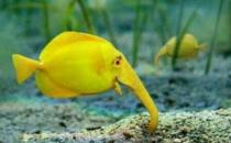 象鼻魚(yú)的簡(jiǎn)介-象鼻魚(yú)的品種