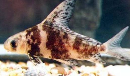 胭脂魚怎么養？胭脂魚的生存環境