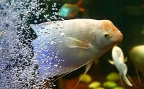 招財魚怎么養？招財魚的養殖環境
