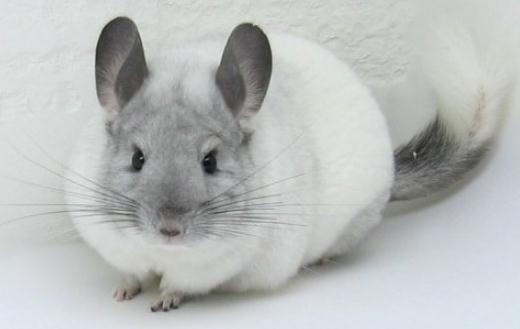 飼養銀斑龍貓都需要些什么？