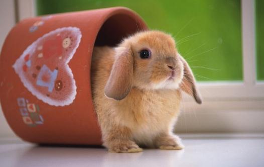 公主兔怎么養？公主兔的飼養方法