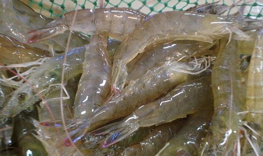 如何選購水產(chǎn)品？教你選購五類水產(chǎn)品