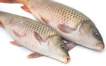 魚(yú)怎么吃 吃10種魚(yú)的注意事項(xiàng)