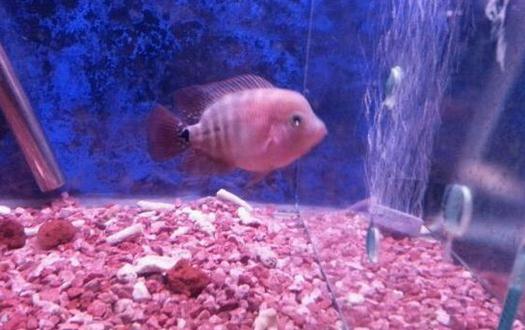家里養魚應該多久換一次水？