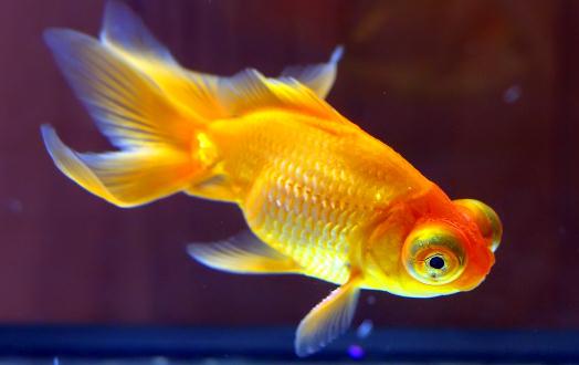 養(yǎng)金魚的水有什么要求？