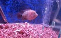 家里養魚應該多久換一次水？