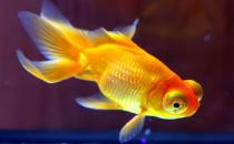 養(yǎng)金魚的水有什么要求？