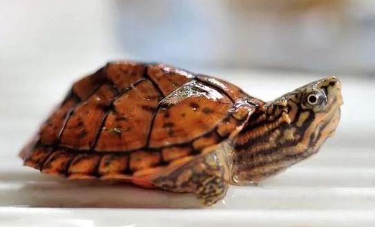 稚龜和幼龜的飼養方法