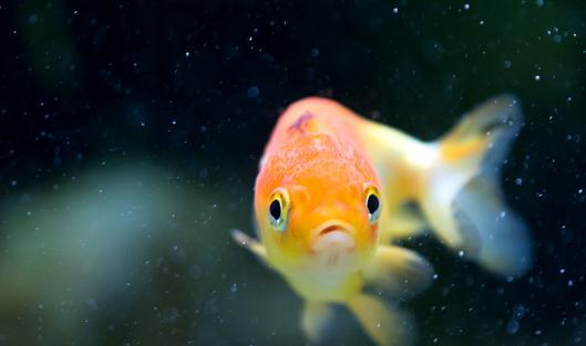 家庭養(yǎng)魚有什么好方法嗎？