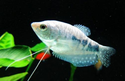 如何為熱帶海水魚預(yù)防疾病？