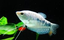 如何為熱帶海水魚預(yù)防疾病？