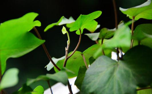 盆栽常青藤如何養(yǎng)殖？盆栽常青藤對(duì)土壤的要求