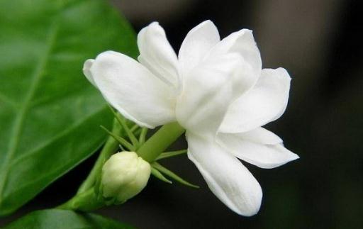 花盆里有蟲蟻怎么辦？