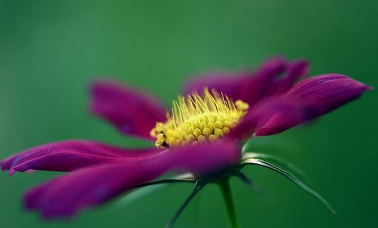 秋季適合養什么花？秋季如何養花？
