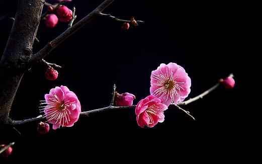 梅花有什么種類？梅花的生長習(xí)性