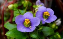 紫星花應該如何種植？