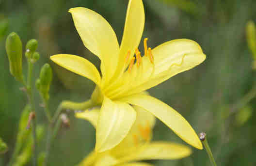 黃花菜的藥用價(jià)值和食療功效