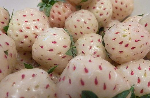 菠蘿莓應該怎么吃？吃菠蘿莓的注意事項