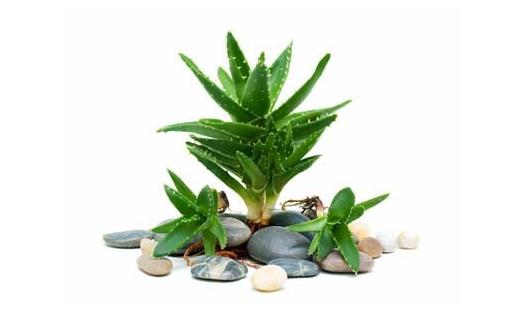 吃菠蘿有助促進(jìn)消化？這些誤區(qū)別再信啦！