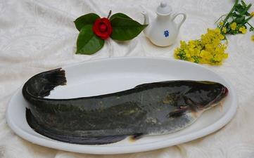 鲇魚_鯰魚,鲇魚的營養價值,功效與作用,鲇魚怎么做好吃,鲇魚的做法大全 鲇魚_鯰魚,鲇魚的營養價值,功效與作用,鲇魚怎么做好吃,鲇魚的做法大全