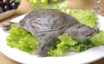 【甲魚】_甲魚的營養(yǎng)價值,甲魚怎么做好吃,甲魚湯,甲魚的做法大全
