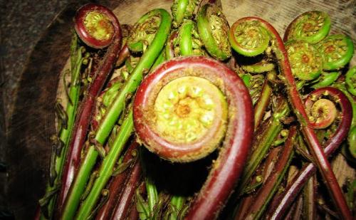 大棚種植的野菜營養(yǎng)如何？