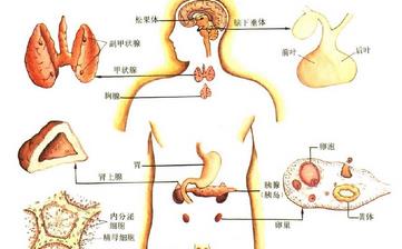 【內(nèi)分泌】內(nèi)分泌失調(diào)的癥狀,內(nèi)分泌失調(diào)怎么調(diào)理,內(nèi)分泌失調(diào)治療方法