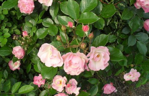 如何養殖山茶花？