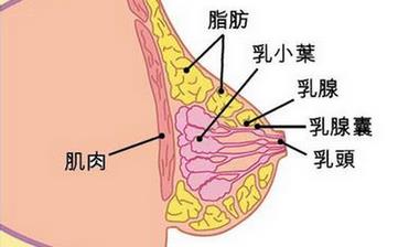 【乳房】乳房的位置發育結構_胸部保健_乳房圖片_乳房的生理知識 【乳房】乳房的位置發育結構_胸部保健_乳房圖片_乳房的生理知識