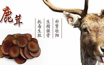 【鹿茸】鹿茸的功效與作用_鹿茸壯陽嗎_鹿茸怎么吃_鹿茸泡酒的作用