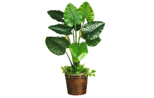 冬天如何種植滴水觀音？