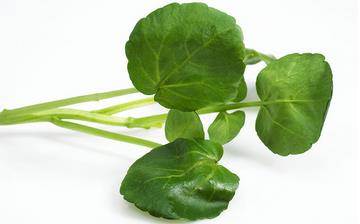 【西洋菜】西洋菜的營養(yǎng)價(jià)值_西洋菜怎么做好吃_西洋菜的做法大全 【西洋菜】西洋菜的營養(yǎng)價(jià)值_西洋菜怎么做好吃_西洋菜的做法大全