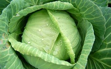 【卷心菜】卷心菜的營養(yǎng)價(jià)值_卷心菜怎么做好吃_卷心菜的做法大全