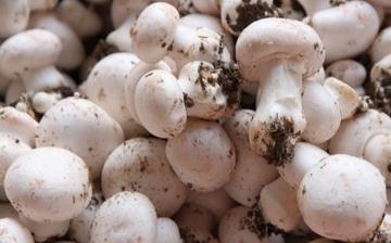 【洋菇】洋菇的營養價值_洋菇怎么做好吃_洋菇的做法大全