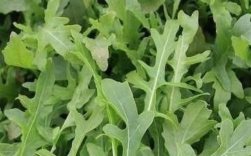 【芝麻菜】芝麻菜的營養價值_芝麻菜怎么做好吃_芝麻菜的做法大全