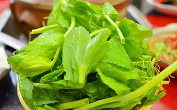 【豌豆尖】豌豆尖的營養(yǎng)價值_豌豆尖怎么做好吃_豌豆尖的做法大全 【豌豆尖】豌豆尖的營養(yǎng)價值_豌豆尖怎么做好吃_豌豆尖的做法大全